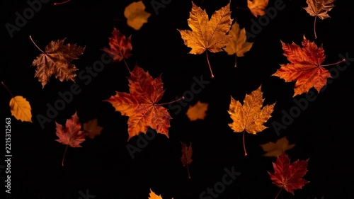 Falling Autumn Maple Leaves: A captivating display of vibrant, multi-colored maple leaves cascading in mid-air against a stark black background, evoking the essence of autumn's transition.