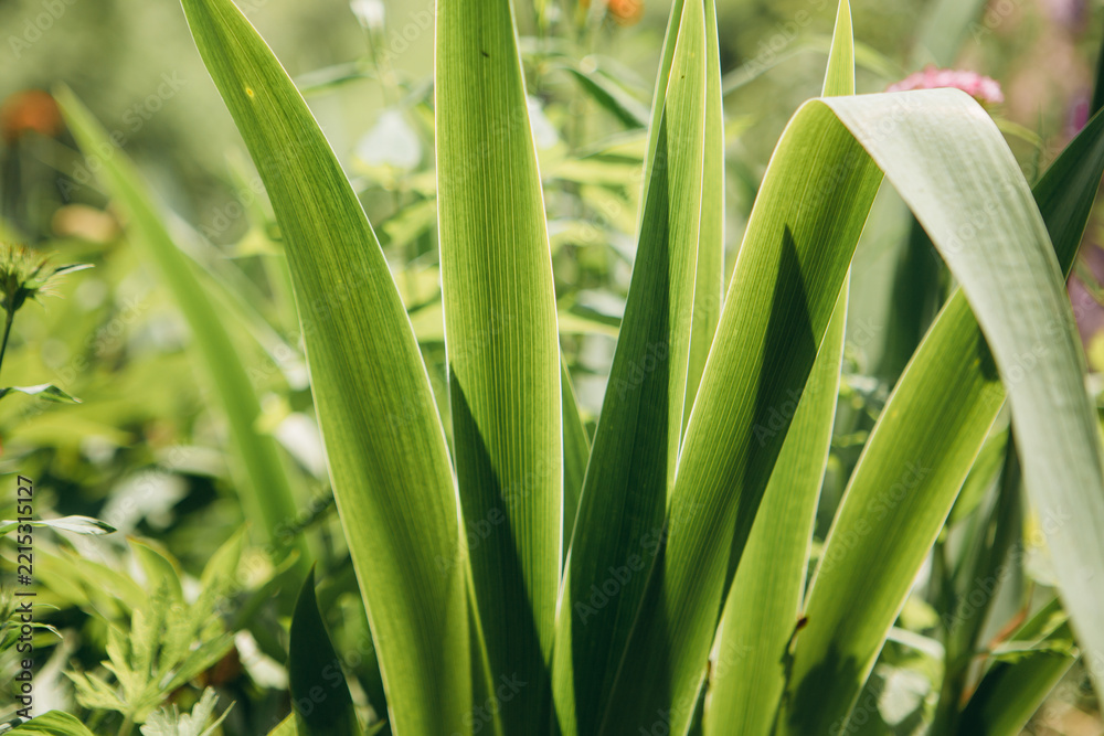 Obraz premium Green plant leaves glowing in sunlight providing natural background