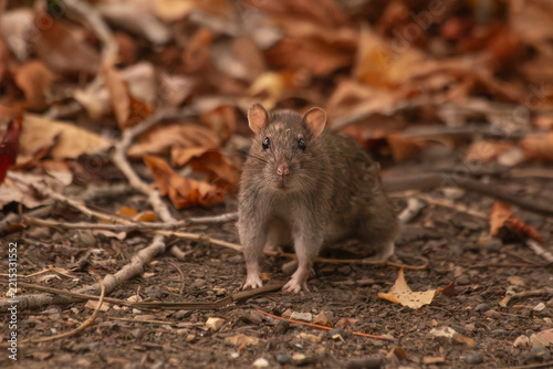 Brown Rat