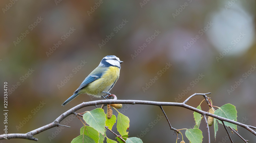 Fototapeta premium Birds of Germany - Cyanistes caeruleus - Blue tit perched among birch branches