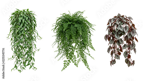 Three variations of lush hanging plants with green and variegated foliage on transparent background perfect for architectural interior visualization.