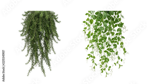 Densely packed hanging rosemary shrub and delicate leafy vine isolated on transparent background suitable for virtual staging and green walls.