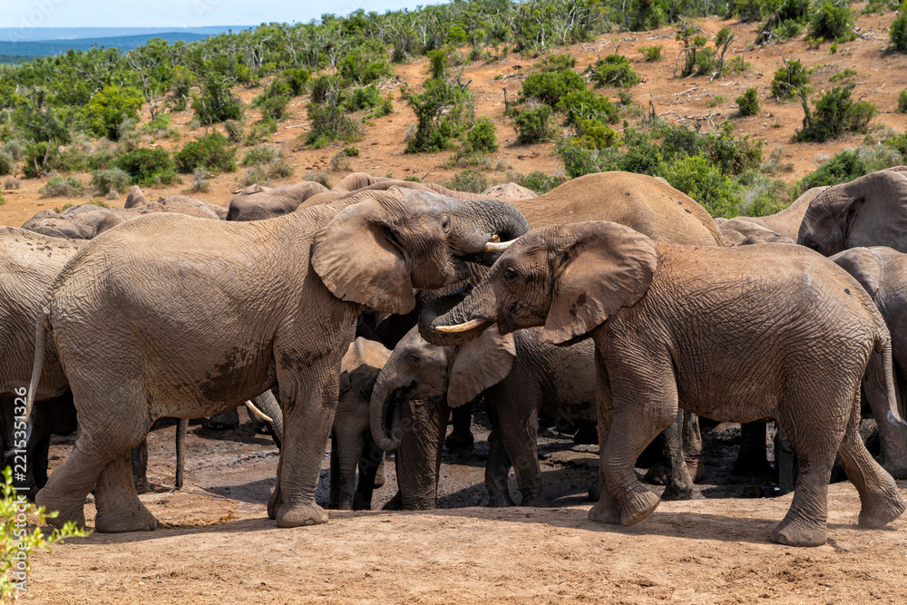 Fototapeta premium Elephants moving around for food and water in Addo Elephant National Park in South Africa