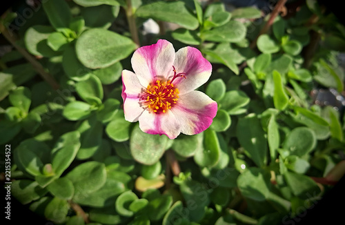 Macro shot of a vibrant two-colored purslane flower amidst its foliage with a soft-focus background
