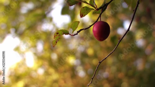 Ripe red cherry on tree branch
