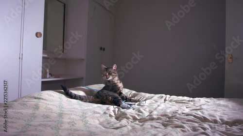 Curious pet tabby cat on bed looking at something