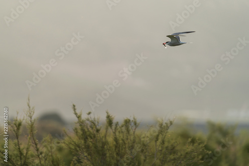 Tern flying over marshland with fish