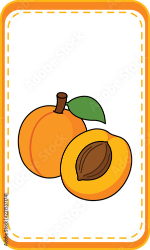 Apricot fruit vector illustration, whole and half orange apricot with pit, educational flashcard for kids learning, organic food icon