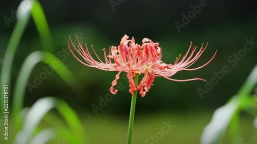 満開のヒガンバナの花　秋イメージ　