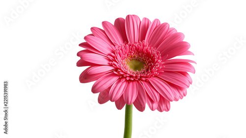 Vibrant pink gerbera daisy flower with a yellow center and green stem