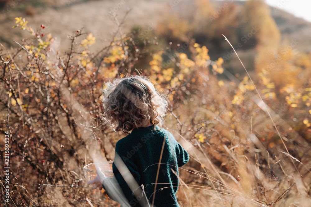 Naklejka premium Rear view of a little girl with curly hair picking rose hips from a wild rose bush on an autumn hillside.
