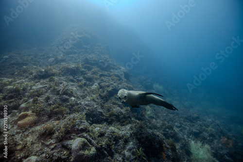 sea lion 