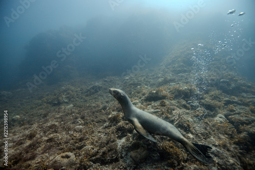 sea lion 