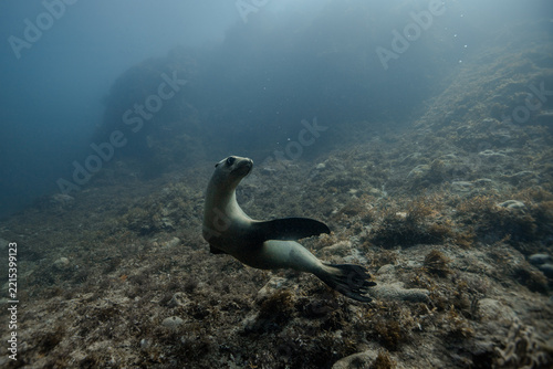 sea lion 