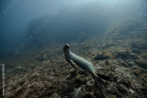 sea lion 