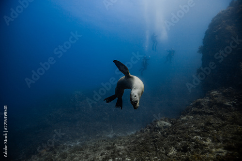 sea lion