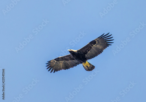 Eastern Imperial eagle on feeding station