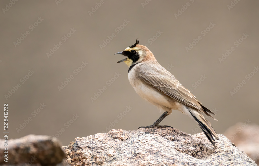 Obraz premium Horned Lark (Eremophila alpestris) in a natural habitat