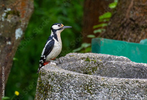 Great Spotted Woodpecker (Dendrocopos major) in forest