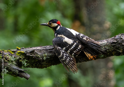 Great Spotted Woodpecker (Dendrocopos major) in forest