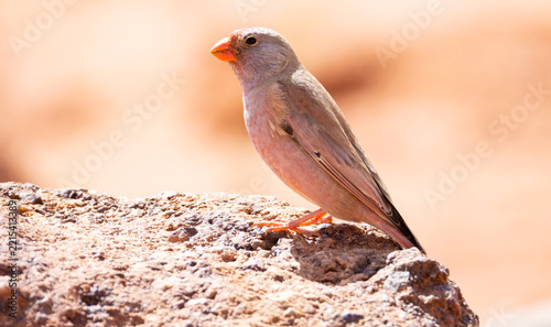 African Crimson-winged Finch sitting on stone