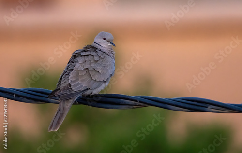 Collared Dove sitting on branch in backyard