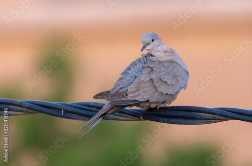 Collared Dove sitting on branch in backyard