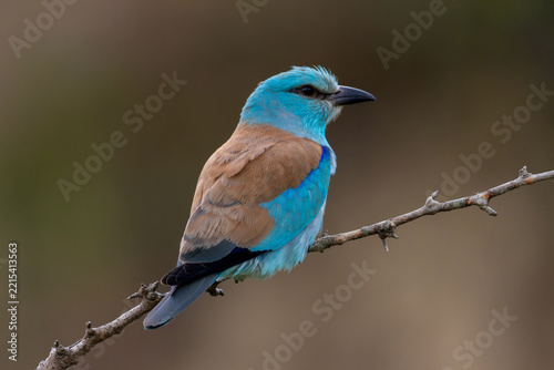European roller (Coracias garrulus) sitting on a branch