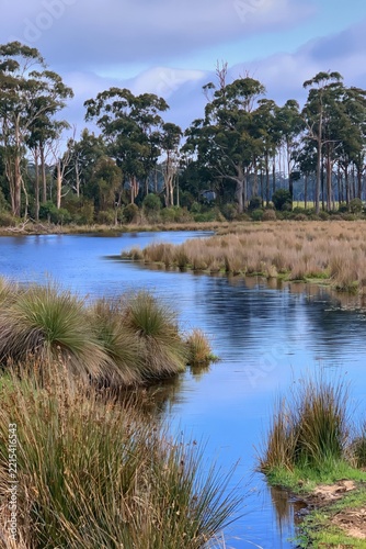 Wetland landscape with tall trees and calm water