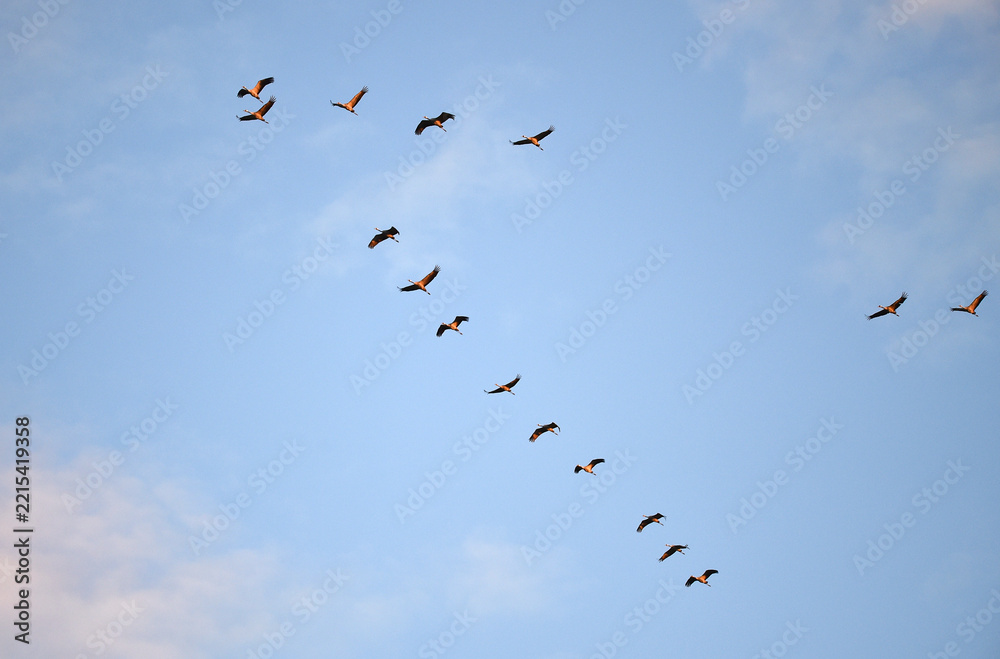 Fototapeta premium Vogelflug der Kraniche