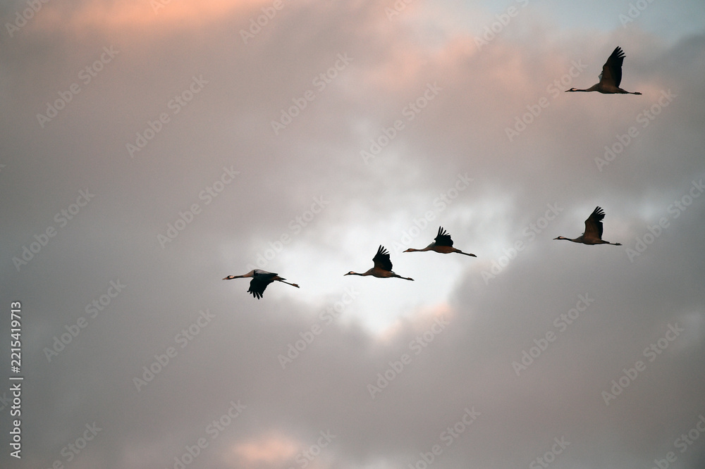Fototapeta premium Vogelflug der Kraniche