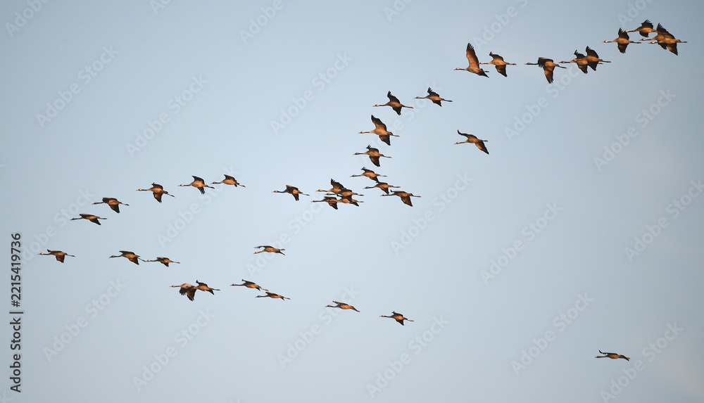 Fototapeta premium Vogelflug der Kraniche