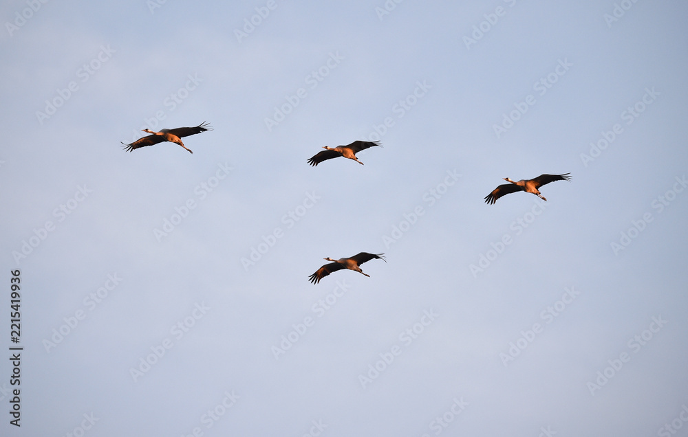 Fototapeta premium Vogelflug der Kraniche