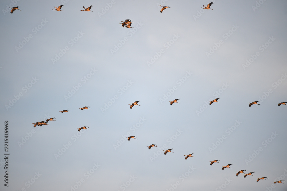 Fototapeta premium Vogelflug der Kraniche