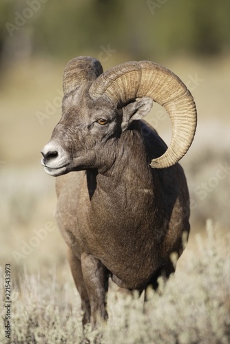Bighorn sheep ram with large curved horns standing in dry grassy field wildlife mountain wilderness bighornsheep portrait creature standing majestic herbivore artiodactyla