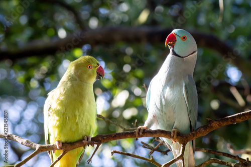 loros de kramer