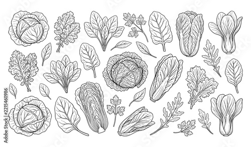 Hand Drawn Cabbage and Leafy Greens Botanical Line Art Collection