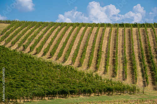 Verdicchio wine or Verdicchio dei Castelli di Jesi DOC is a famous wine of Ancona and surround hills in Marche region Italy