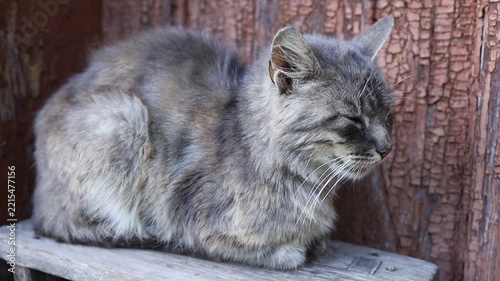 Cat resting on a wooden shelf near a wooden wall