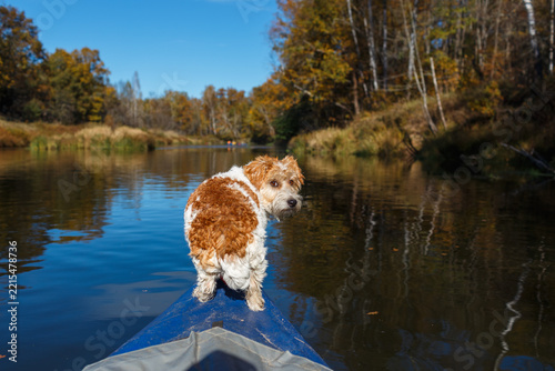 Dog stands on a kayak bow facing forward on a calm river