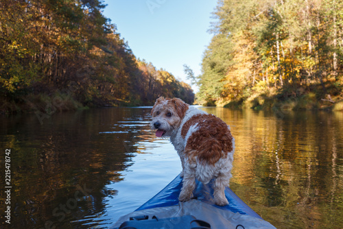 A small Jack Russell terrier stands on the bow of a kayak floating down a river in autumn