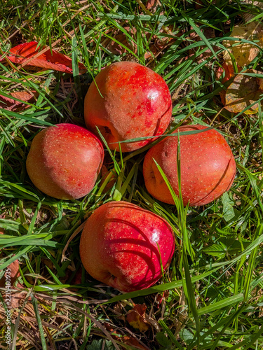 Four ripe red apples lying in the green grass under bright sunlight. Freshly harvested windfall fruits on a lawn in autumn.