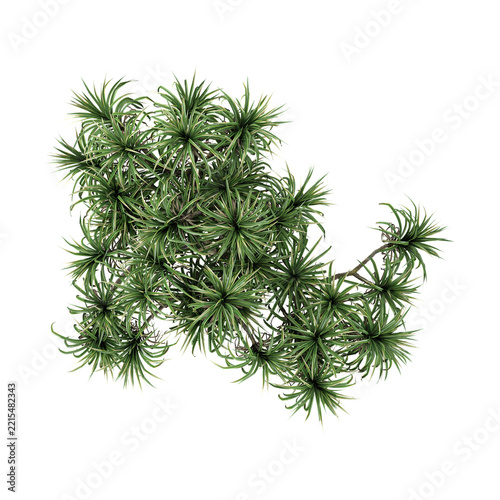 3d illustration of pandanus plant isolated on transparent background from the top view