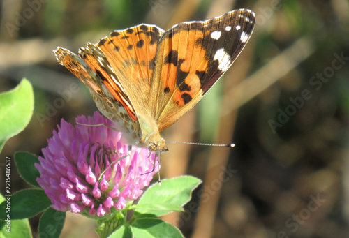 Painted lady butterfly (Vanessa cardui) on a red clover flower