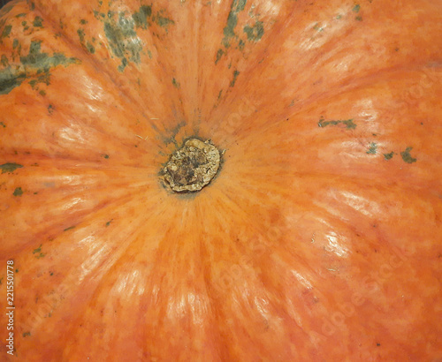 Close-up of ripe orange pumpkin texture with dry stem base in the center. Autumn organic background. Copy space 