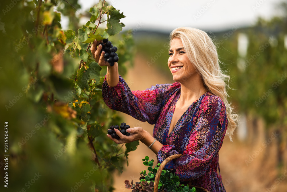 Fototapeta premium Woman harvesting grapes in a vineyard during a sunny day