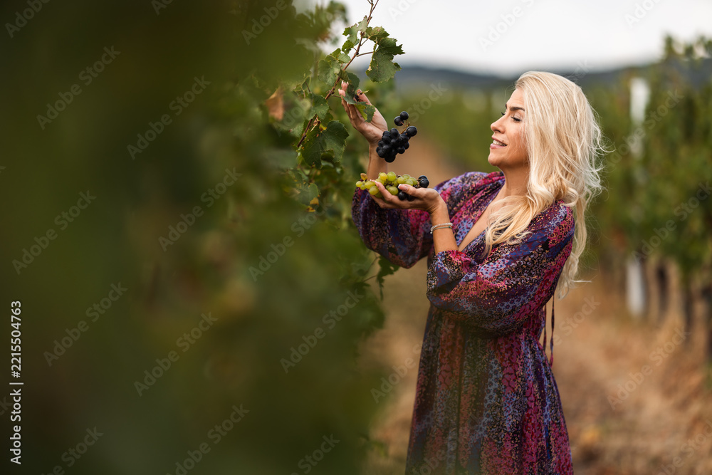 Fototapeta premium Woman harvesting grapes in vineyard during golden hour