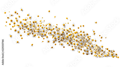A horizontal cascade of tiny white chamomile flowers