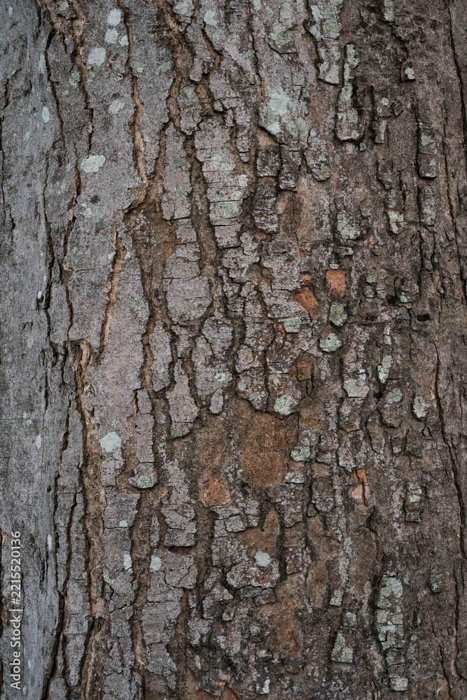 Fototapeta premium Mature tree bark with deep cracks, peeling layers and patches of pale green lichen