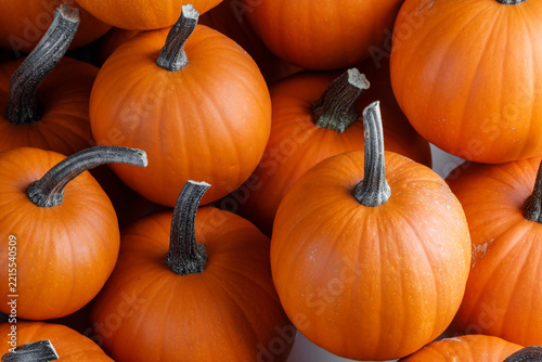 Many big orange pumpkins are ready for the autumn